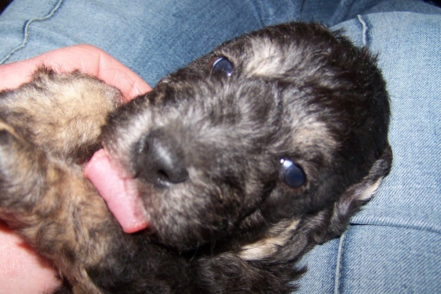 Arc-en-ciel Arlequin 06.02 (8).JPG